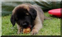 leonberger 013.jpg